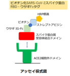 Biotin labeled SARS-CoV-2 Spike protein RBD, Rabbit IgG1 Fc アッセイ試薬
